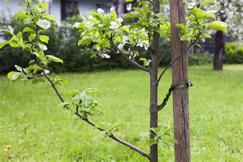 staking apple trees